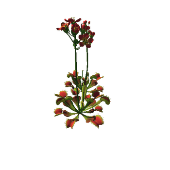 Flower_Venus flytrap4_1